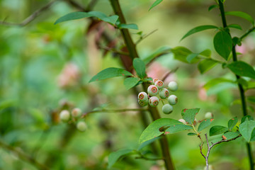 Young fruits of blueberry, on the branch