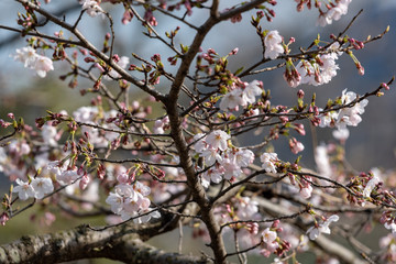 Cherry blossoms, Sakura