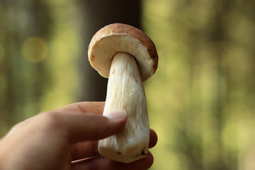 Mushrooms feast starts right now. Every mushroom hunter go out to pick mushrooms to czech forest...