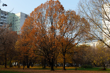 Golden autumn. Sunny day in park. Yellow and green trees in park. Golden leaves lie on green grass.