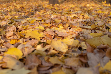 Autumn leaves background. A lot of leaves lie on ground.