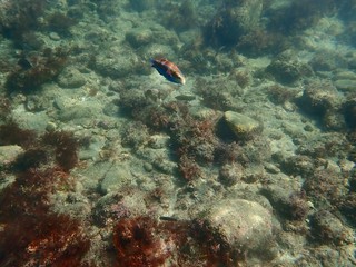 南伊豆　逢ケ浜でシュノーケル