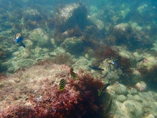 南伊豆　逢ケ浜でシュノーケル