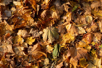 Autumn leaves background. A lot of leaves lie on ground.