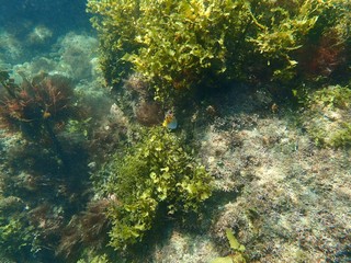 南伊豆　逢ケ浜でシュノーケル