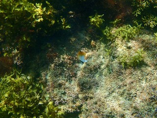 南伊豆　逢ケ浜でシュノーケル