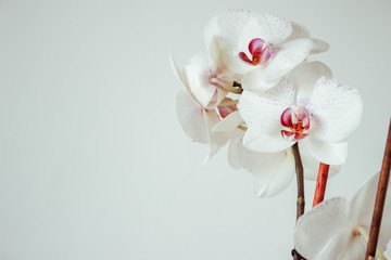 Fototapeta na wymiar White orchid isolated on white wall background