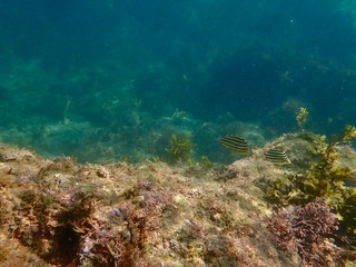 南伊豆　逢ケ浜でシュノーケル