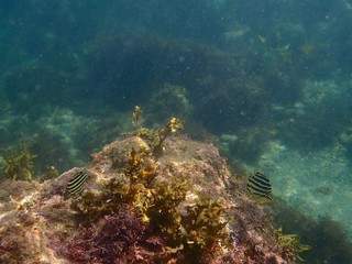 南伊豆　逢ケ浜でシュノーケル