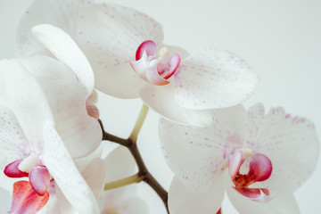 White orchid isolated on white wall background