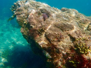 南伊豆　逢ケ浜でシュノーケル