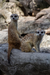 Meerkats
