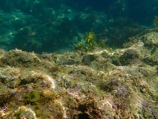南伊豆　逢ケ浜でシュノーケル