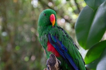 colorful parrot on a branch