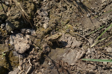 Frog on the graund