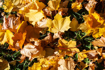 Herbstlaub