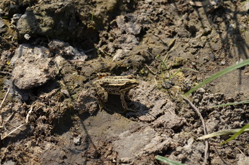 Frog on the graund