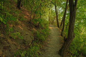 forest food land narrow ground lonely trail between green tree foliage 