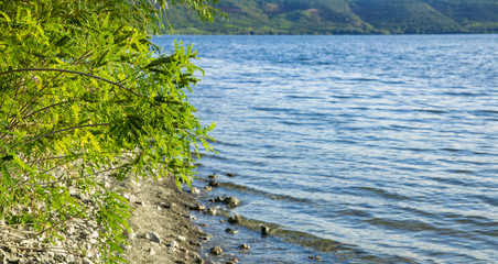 forest green foliage near stone lake waterfront coast line nature scenic landscape photography 