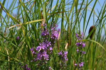 Reeds on the river bank