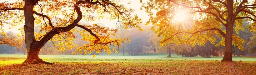 Keuken spatwand met foto bomen in het park in de herfst op zonnige dag © candy1812
