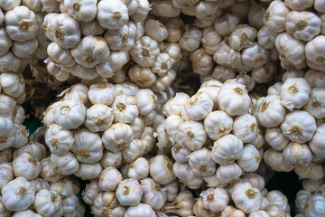 Bundles of Garlic for sell at fresh market in Thailand.