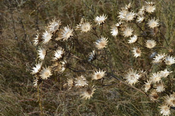 Dry flowers in the field