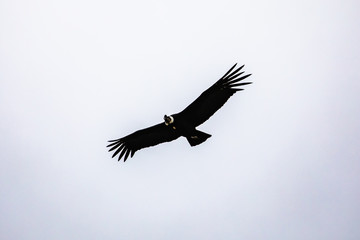 Condor over patagonia