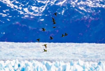 Austral Parakeets over Perito Moreno Glacier