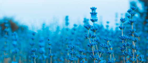 Fototapeta na wymiar Lavender flowers in field
