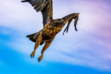 Black Chested Buzzard Eagles
