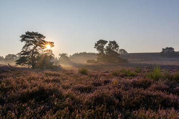 Blooming heather in Brunssummerheide, The Netherlands