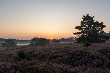 Early sunrays in Brunssummerheide, The Netherlands