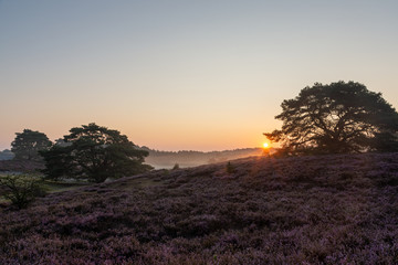 First sunrays of the day, Brunssummerheide, The Netherlands