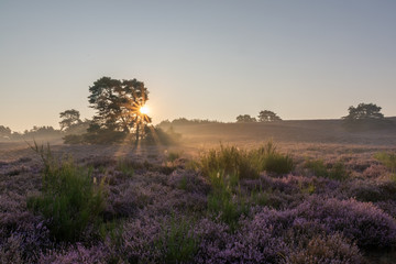 Purple heather in Brunssummerheide, The Netherlands