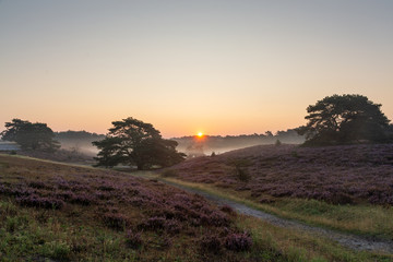 Sunrise in Brunssummerheide, The Netherlands