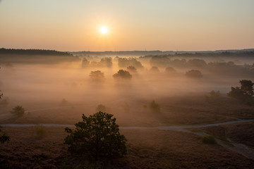 Fototapeta na wymiar Trees covered in fog in the Brunssummerheide, The Netherlands