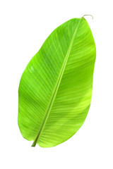 banana leaf isolated on white background, File contains a clipping path