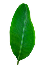 banana leaf isolated on white background, File contains a clipping path