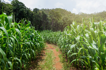 Dirt road through a cornfield in rural Carroll County