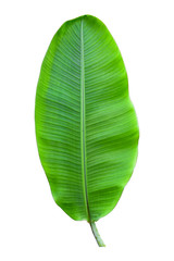 banana leaf isolated on white background, File contains a clipping path