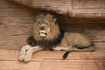 majestic lion full body © The Camera Queen 