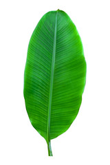 Obraz premium banana leaf isolated on white background, File contains a clipping path