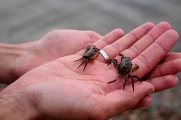hand with a crabs