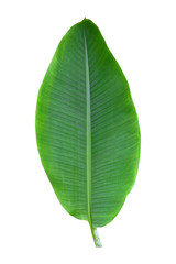 Obraz premium banana leaf isolated on white background, File contains a clipping path