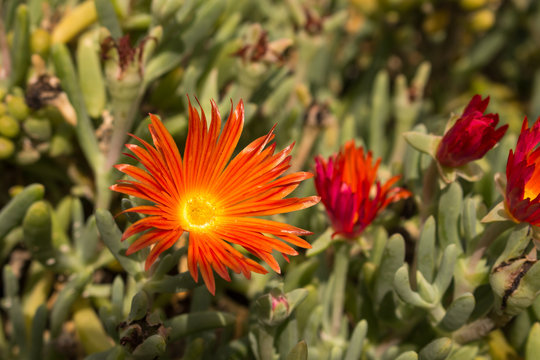 Bloom of red ice plant (Malephora crocea)