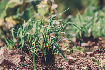 Young green sapling planting burning trees