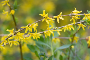 Obraz premium forsythia plant with bokeh