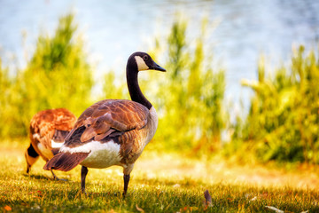 Canadian goose or Branta Canadensis standing on the green grasses near the river