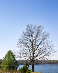 Single Tree on lake in spring